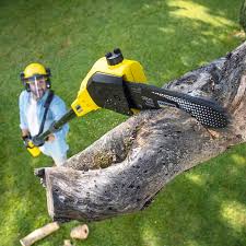 Best Tree and Shrub Care  in Hamilton, MT