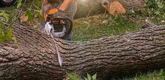 Best Lawn Irrigation Installation and Maintenance  in Hamilton, MT