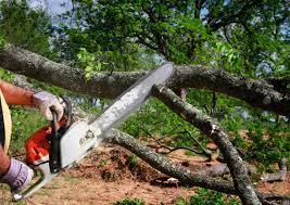 Trusted Hamilton, MT Tree Care Experts