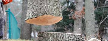 How Our Tree Care Process Works  in  Hamilton, MT