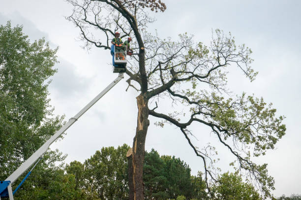 Best Tree Health Inspection  in Hamilton, MT