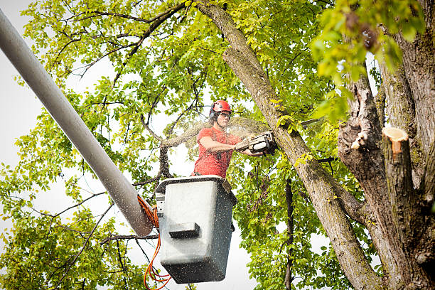 Best Tree Preservation Services  in Hamilton, MT