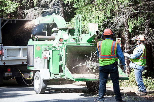 Best Commercial Tree Services  in Hamilton, MT