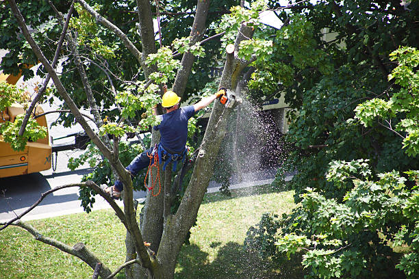 Leaf Removal in Hamilton, MT