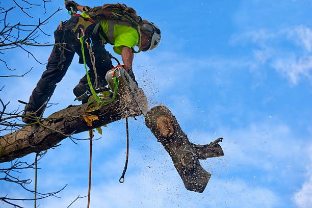 Best Tree Maintenance Programs  in Hamilton, MT